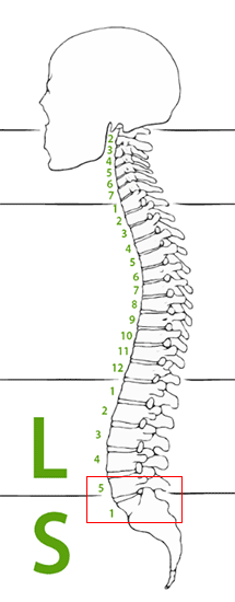 Nerv eingeklemmt steißbein Gluteus maximus: